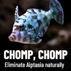 Aiptasia Control